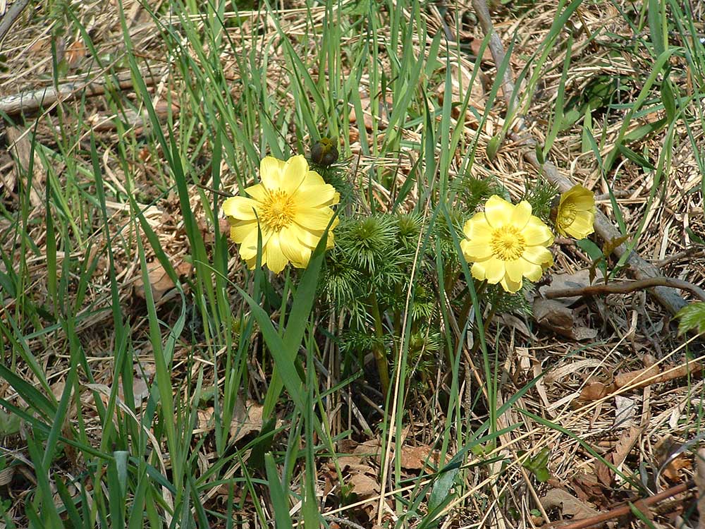 und jedem Anfang wohnt ein Zauber inne…" - Nationalpark ...