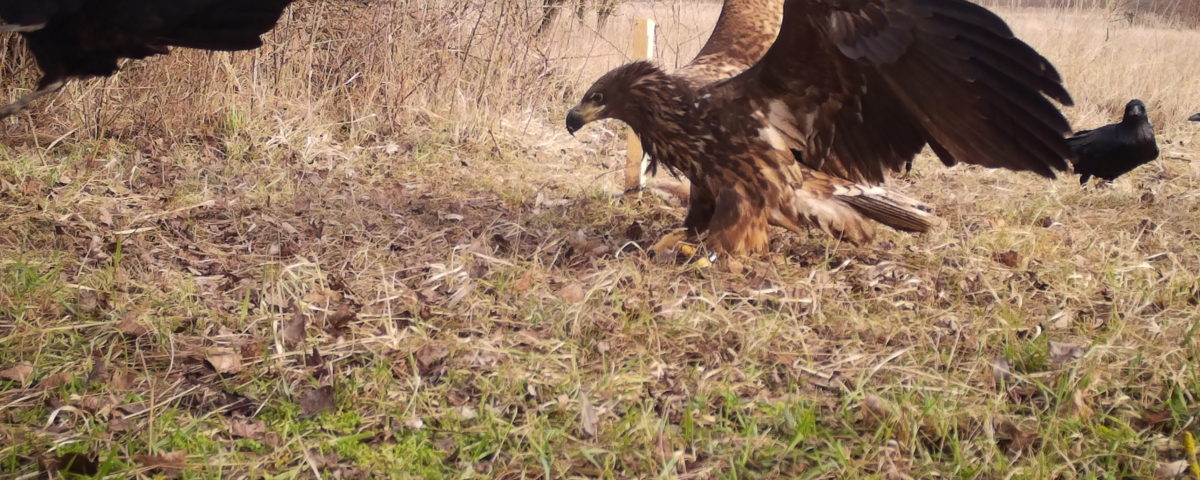 Aasökologie, Seeadler, Kadaver, Forschung