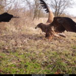 Aasökologie, Seeadler, Kadaver, Forschung