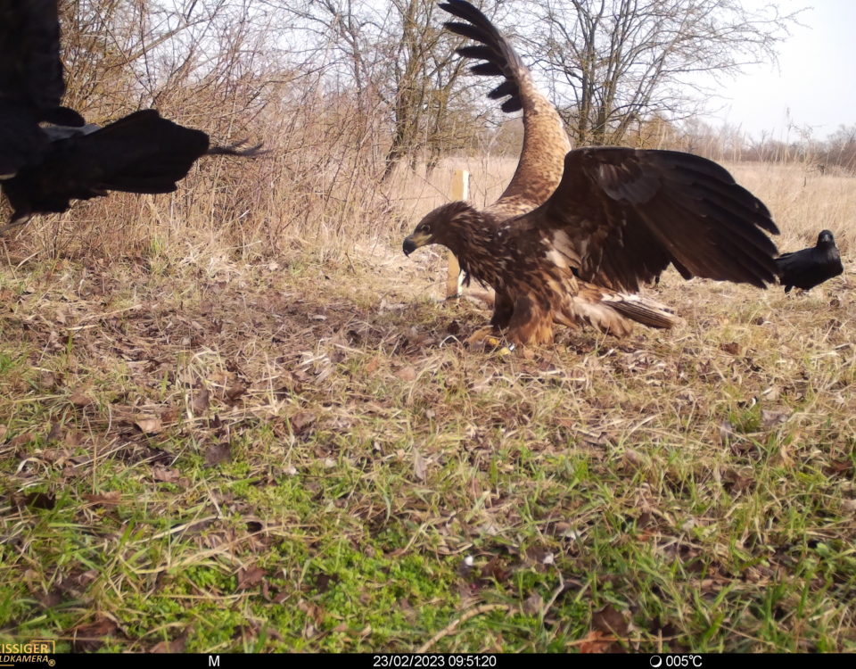 Aasökologie, Seeadler, Kadaver, Forschung