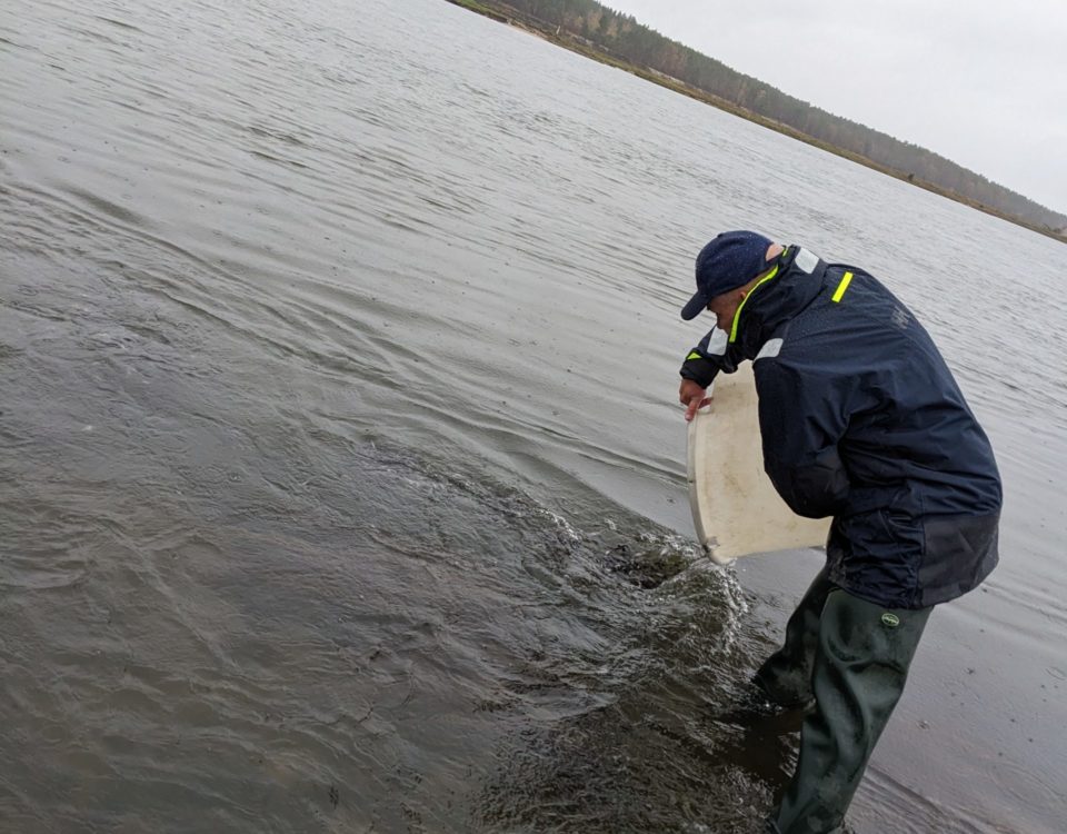 Stör, Besatz, Fischerei, IGB, Oderstrom