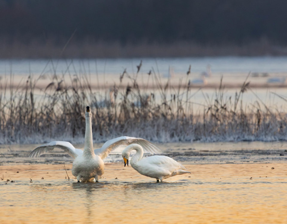 Ein Pärchen Singschwäne in der Aue des Nationalpark Unteres Odertal