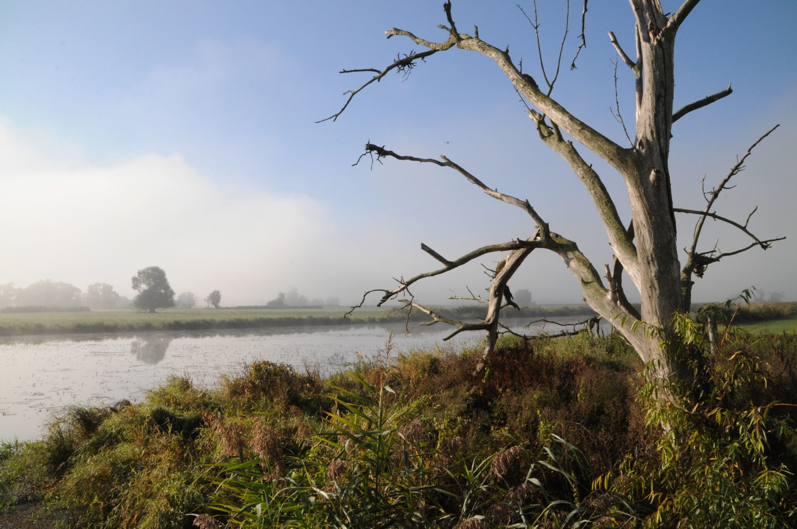 Auenlandschaft am Morgen, Foto: Milena Kreiling, Lizenz: Naturschutzfonds Brandenburg