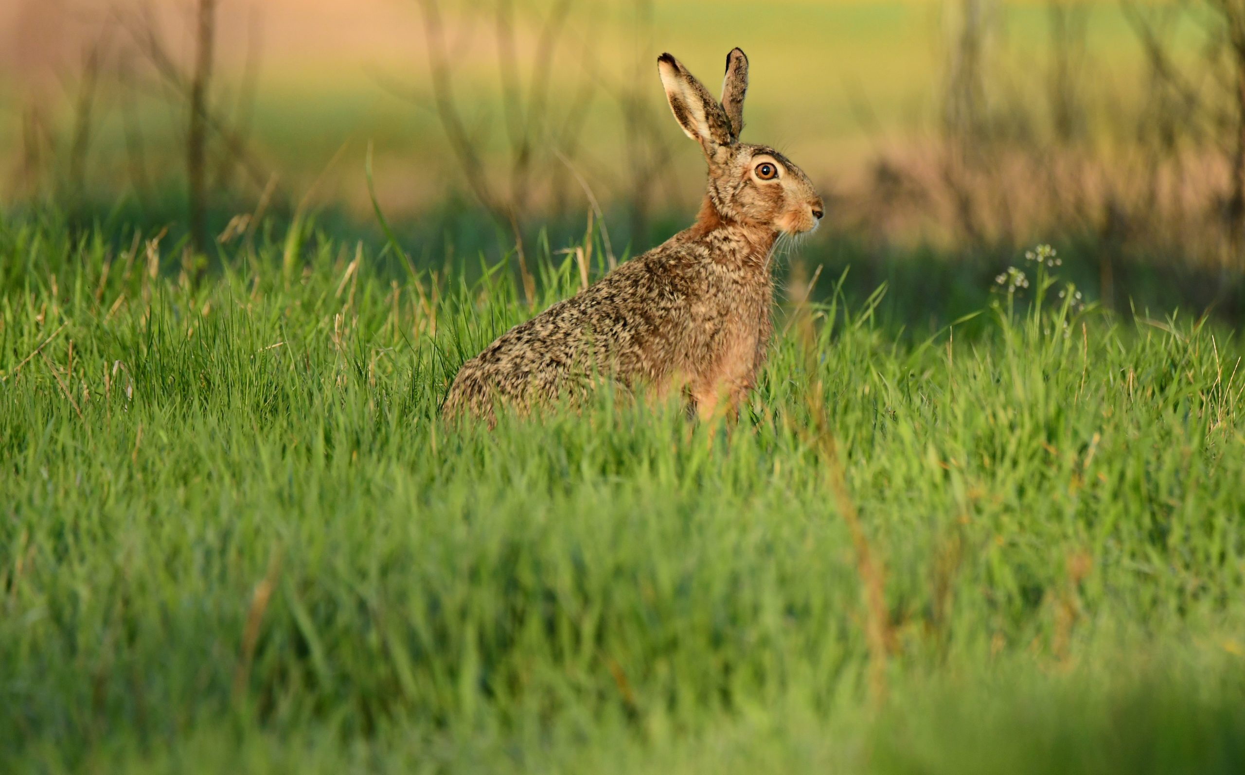 Feldhase, Foto: Mario Herzog, Lizenz: NaturSchutzFonds Brandenburg