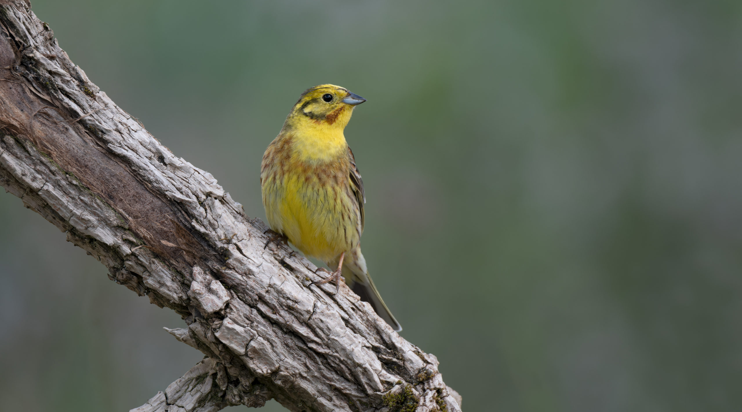 Golammer, Foto: Gabi Franz, Lizenz: Naturschutzfonds Brandenburg