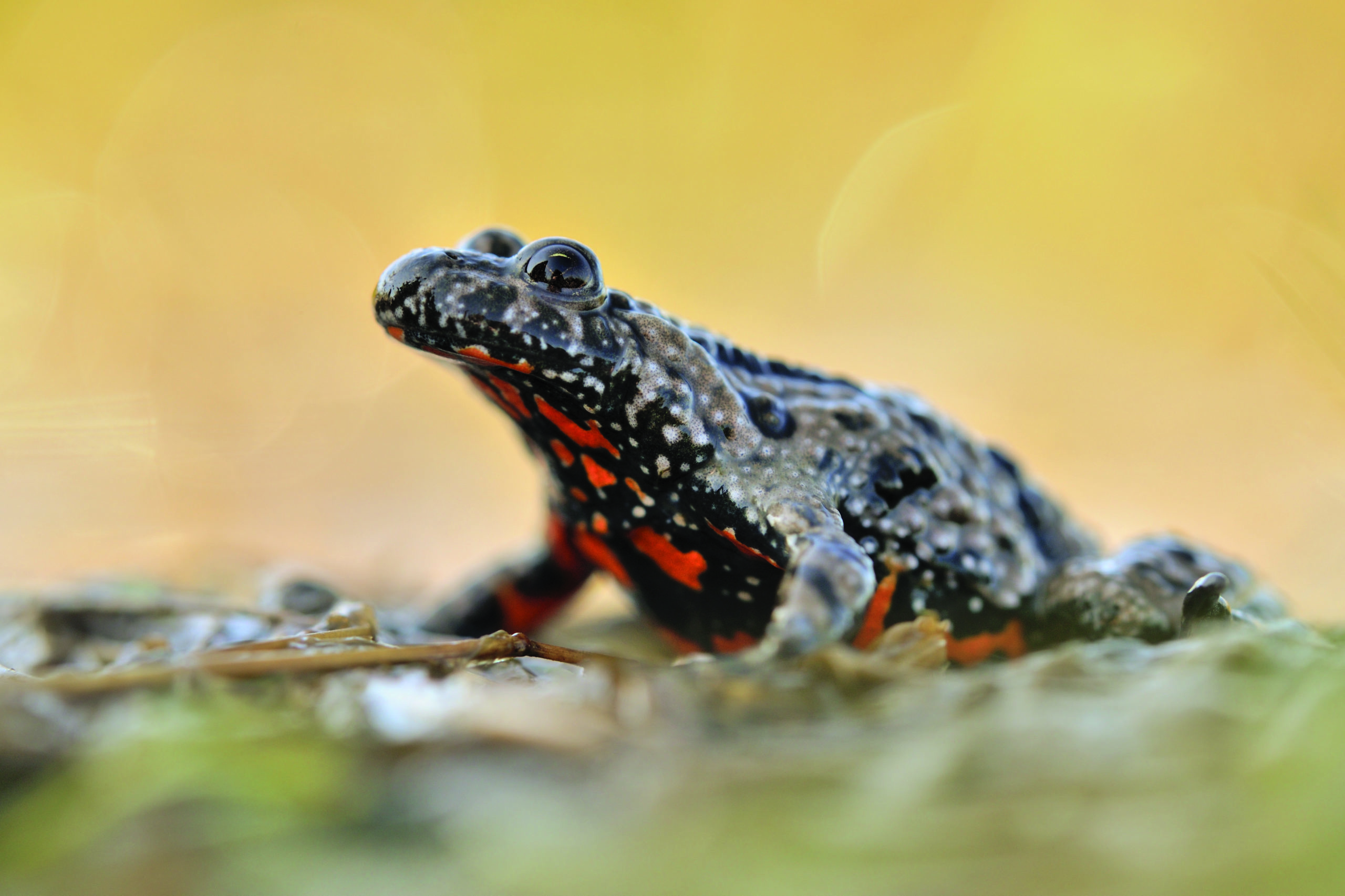 Rotbauchunke, Foto: S. Hennigs, Lizenz: NaturSchutzFonds Brandenburg