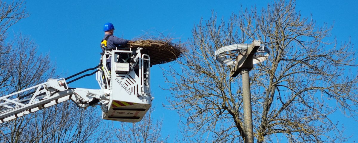 Storchennest, Kita, Umweltbildung, Ranger, Kinder, Nestbau, Kleine Wildhueter