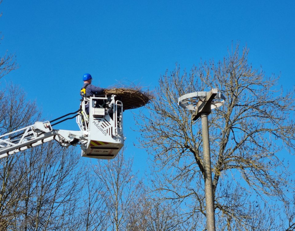 Storchennest, Kita, Umweltbildung, Ranger, Kinder, Nestbau, Kleine Wildhueter